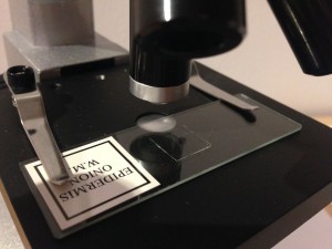 Mikroskop: Objekttisch mit Klammer