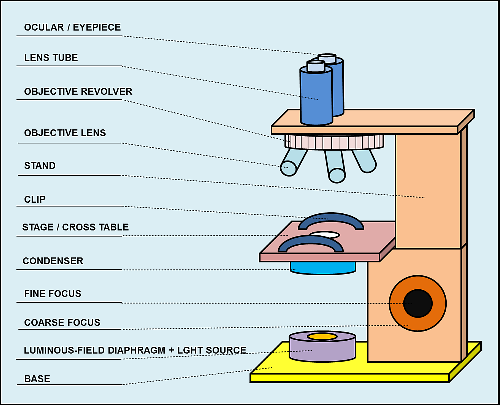 Parts and components of light microscopes Light Microscope