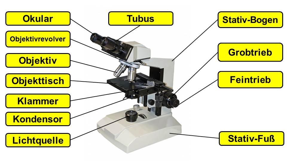 Lichtmikroskop: Aufbau / Bestandteile / Komponenten