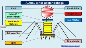 Aufbau Virus / Bakteriophage