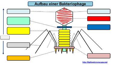 Aufbau Virus / Bakteriophage Übungsblatt PDF