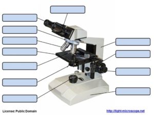 Lichtmikroskop: Aufbau / Komponenten / Bestandteile