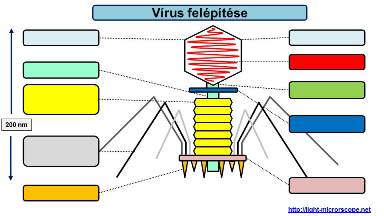 vírus felépítése / bakteriofág felépítése gyakorlat