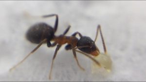 ant under the microscope